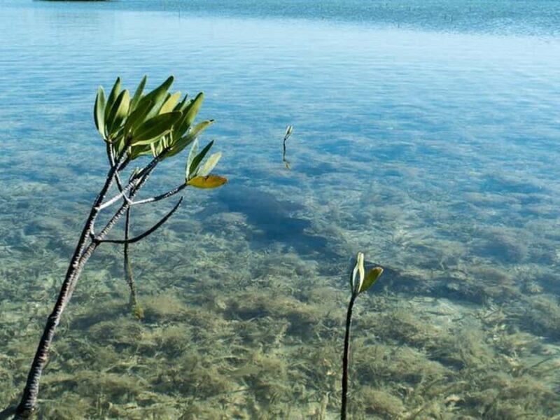 Key West Area: Guided Clear Kayak Eco-Tour - FAQs