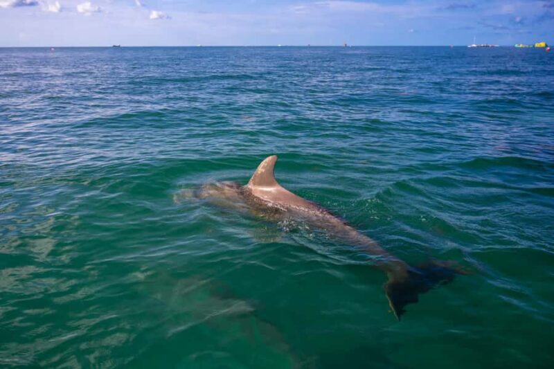 Key West Dolphin & Snorkel Tour - Small Group - The Value of This Experience