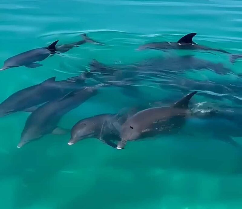 Key West Dolphin & Snorkel Tour - Small Group - Authentic Guest Perspectives