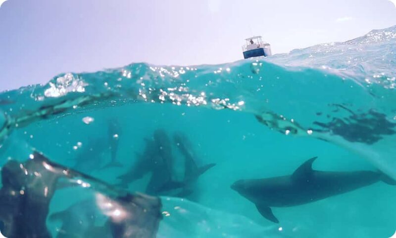 Key West: Dolphin Watch + Guided Snorkel with Honest Eco - An Honest Look at the Experience