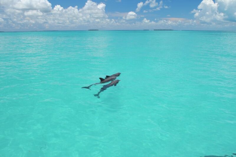 Key West: Dolphin Watching and Snorkeling Eco Cruise Tour - Setting Sail: What to Expect from the Tour