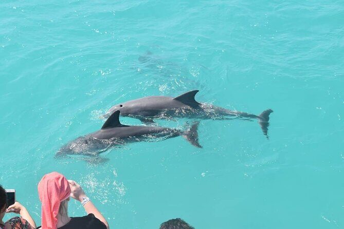 Key West: Dolphin Watching cruise & Snorkeling unlimited beer & soda - A Deep Dive into the Experience