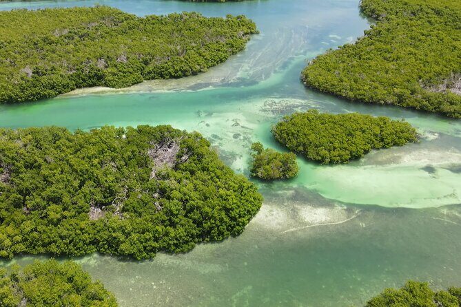 Key West Hidden Sanctuary Mangrove Kayak Tour With Drinks - What Others Say: Authentic Experiences