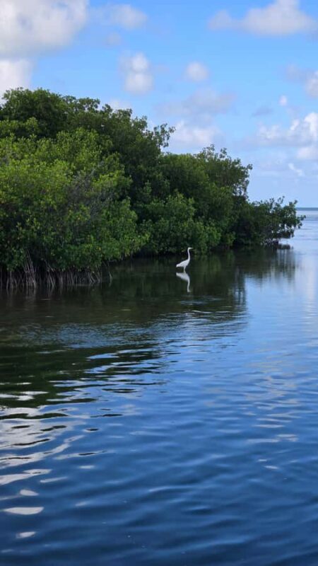Key West: Mangrove Kayak or SUP Eco Tour - Why You Should Consider This Experience