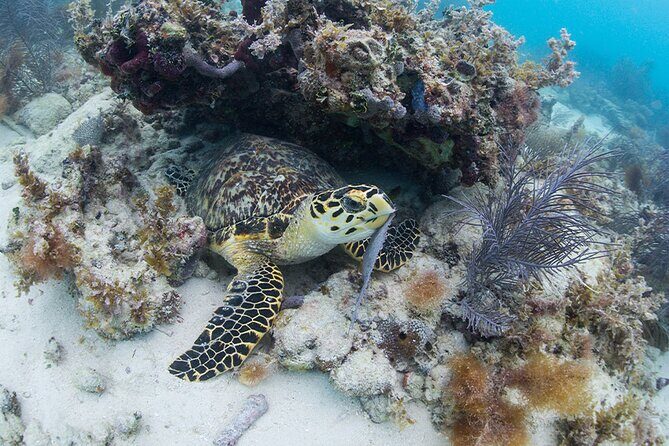 Key West Sail and Snorkel Day Trip from Fort Lauderdale - Free time in Key West