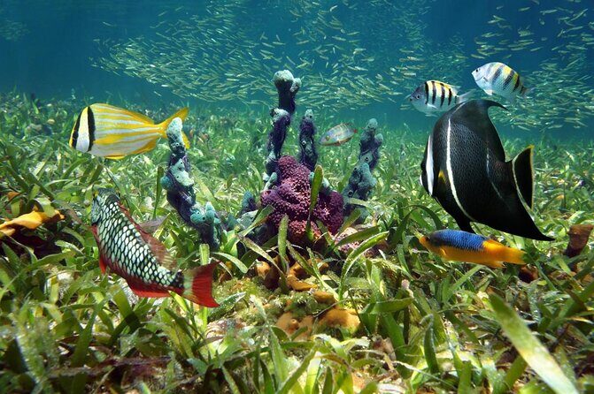 Key West Sandbar Charter - Key Points