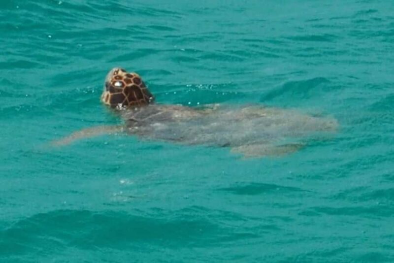 Key West: Shark and Wildlife Viewing Catamaran Tour - Final Thoughts