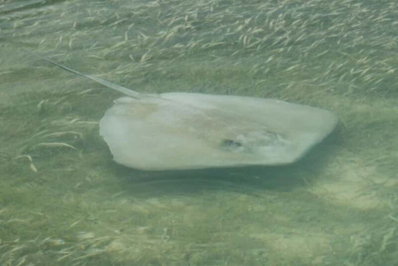 Key West: Shark and Wildlife Viewing Catamaran Tour - FAQ