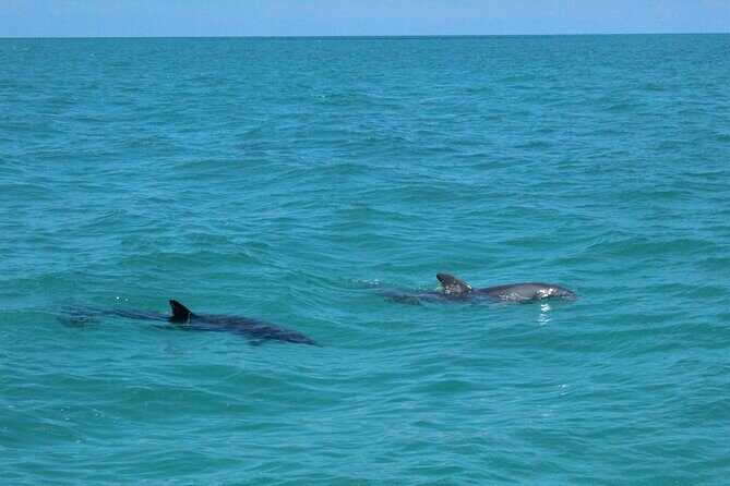 Key West Tours from Miami: Dolphin Discovery, Snorkeling & More ! - FAQs