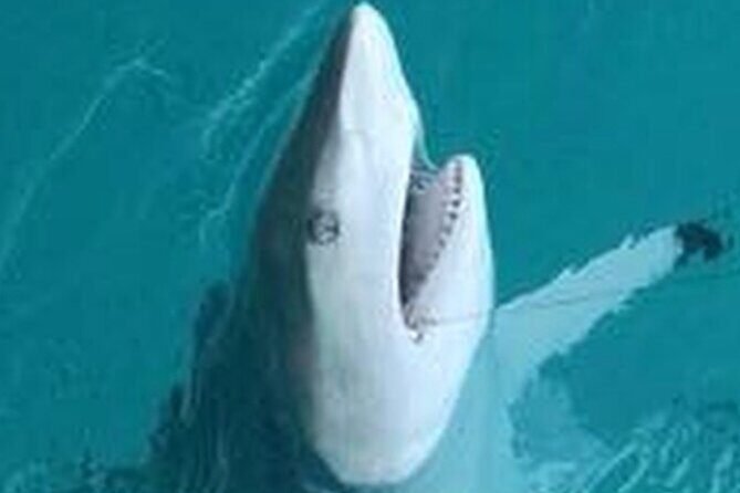 Key Wests Ultimate Inshore Shark Fishing Experience - An In-Depth Look at the Shark Fishing Experience