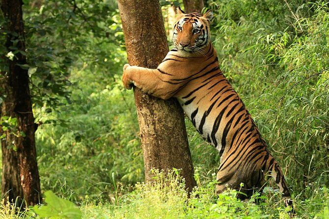 Khajuraho with Land of the Tigers - An In-Depth Look at the Khajuraho with Land of the Tigers Tour