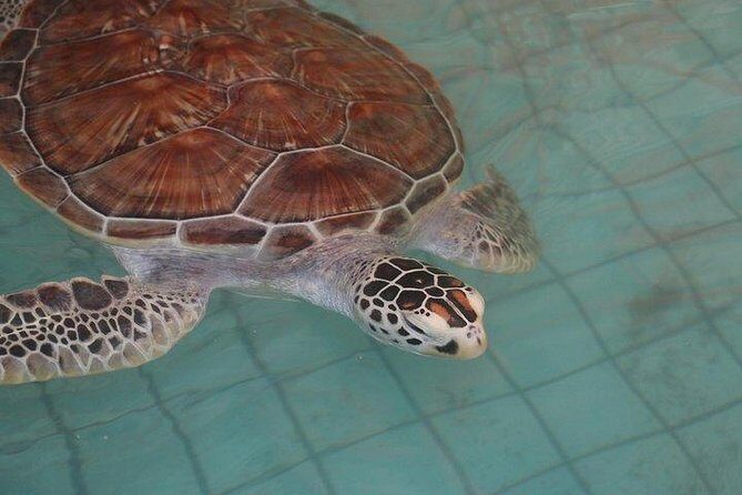 Khao Lak: Bamboo Rafting & Sea Turtle Conservation Center - The Bottom Line