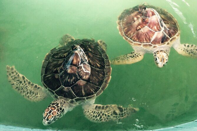 Khao Lak Eco-Safari: Elephants, Tsunami Museum, and Turtles - Final Thoughts