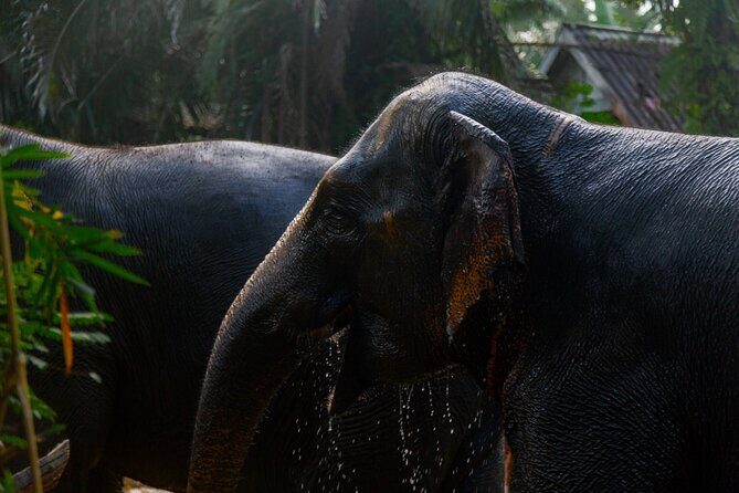 Khao Lak Elephant Sanctuary Full Day Small Group Tour - Discovering the Khao Lak Elephant Sanctuary Full Day Tour