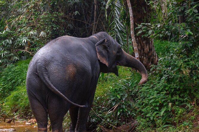 Khao Lak Elephant Sanctuary Full Day Small Group Tour - Key Points