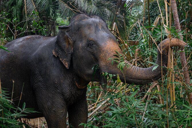 Khao Lak Elephant Sanctuary Full Day Small Group Tour - Final Thoughts