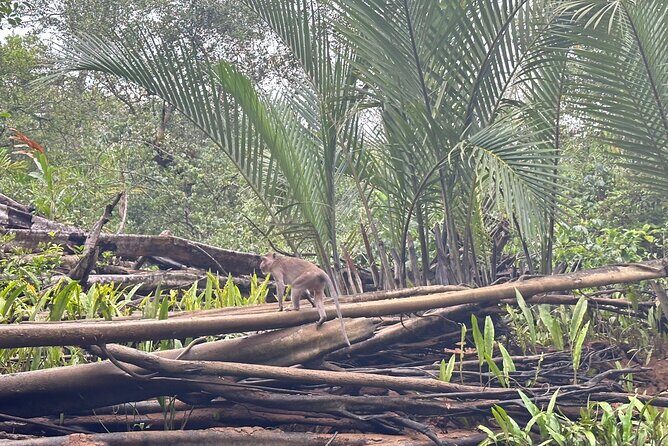 Khao Lak Elephant Sanctuary Visit and Mangrove Kayak Tour - An In-Depth Look at the Tour Experience