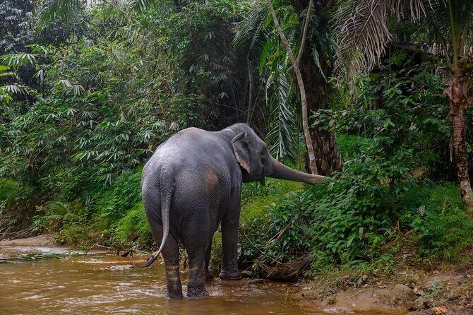 Khao Lak: Half day Bamboo Rafting Tour with Lunch - Frequently Asked Questions