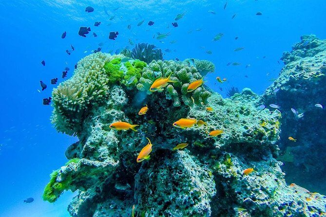 Khao Lak/Phuket: Wow Andaman Snorkeling Trip to Surin Islands - FAQ