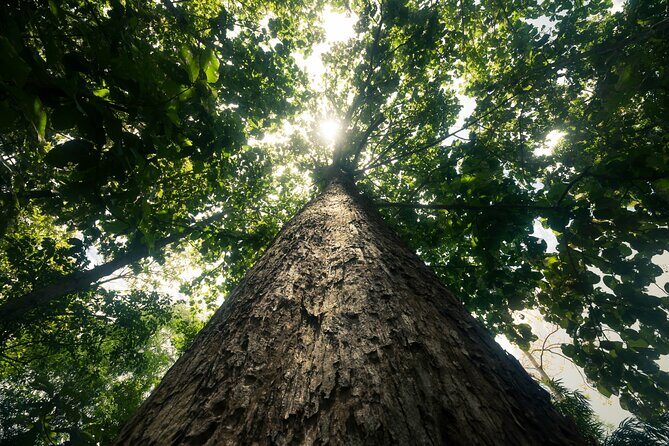 Khao Sok Rainforest | Hiking & Bamboo Rafting - The Value Proposition