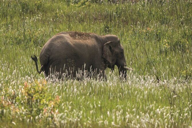 Khao Yai National Park Full-Day Tour From Bangkok - Key Points
