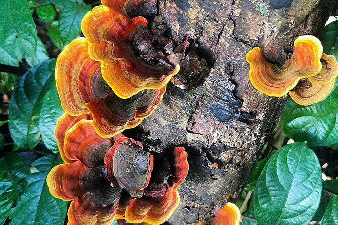 Khao Yai National Park Hiking Day Tour: Haew Narok and Haew Suwat - FAQs