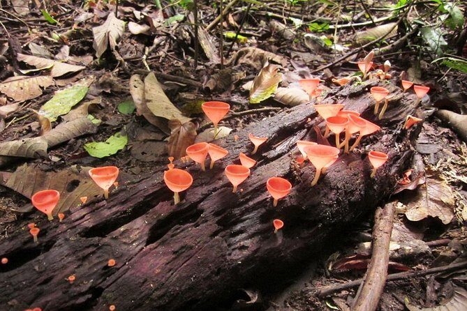 Khao Yai National Park Hiking Day Tour: Haew Narok and Haew Suwat - Final Thoughts