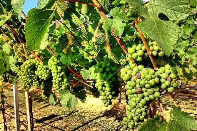 Khao Yai Winery - Vineyard Tours & Animal Lover with Horse Farm - Key Points