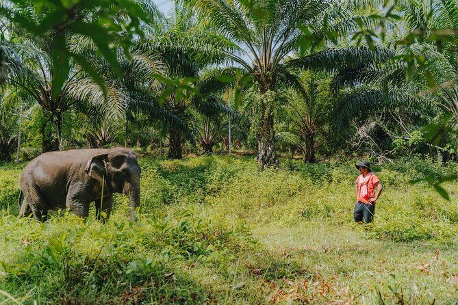 Khaolak Elephant Sanctuary, Cooking Class and Waterfall Tour - An In-Depth Look at the Khaolak Elephant Sanctuary, Cooking Class, and Waterfall Tour