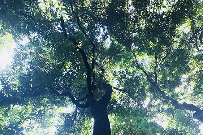 Khaosok Jungle Exploration from Khaolak - Who Is This Tour Best For?
