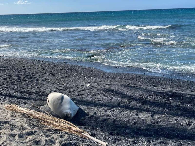 Kholo coast hike and aqua blue swim with Native Hawaiian - Final Thoughts: Who Will Love This Tour?