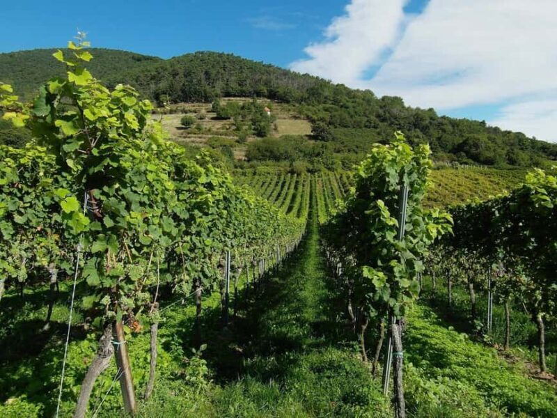 Khor Virap and Noravank Monasteries Tour - An Overview of the Experience