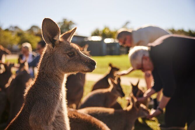 Kiama & Kangaroos - Sydney South Coast Escape - Why This Tour Offers Excellent Value