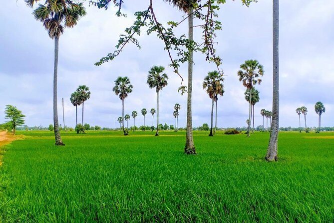 Killing Field & Paddy Rice Fields Tuk Tuk Adventure - An In-Depth Look at the Tour Experience