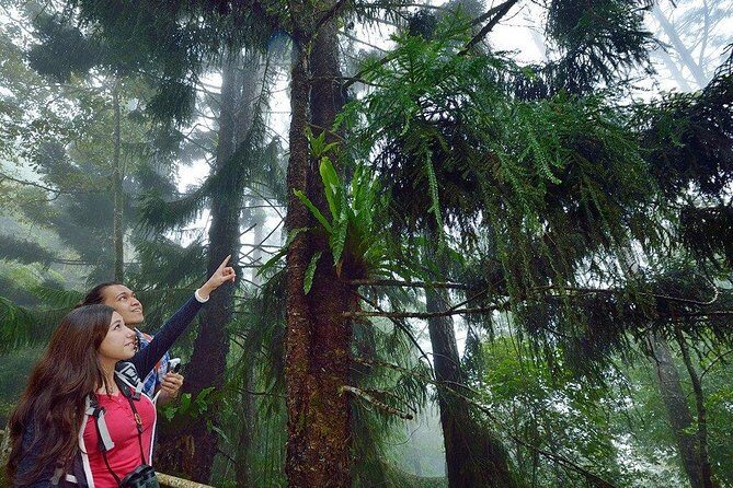 Kinabalu Park Tour with Desa Dairy Farm & Poring Hot Springs - FAQs