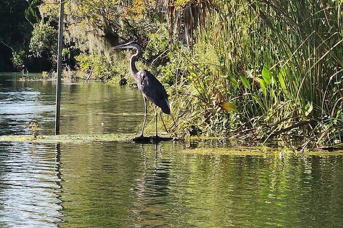King's Bay Sunset Cruise - What to Expect from the Itinerary