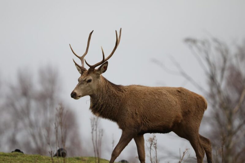Kingussie: Highland Wildlife Park Entry Ticket - Key Points