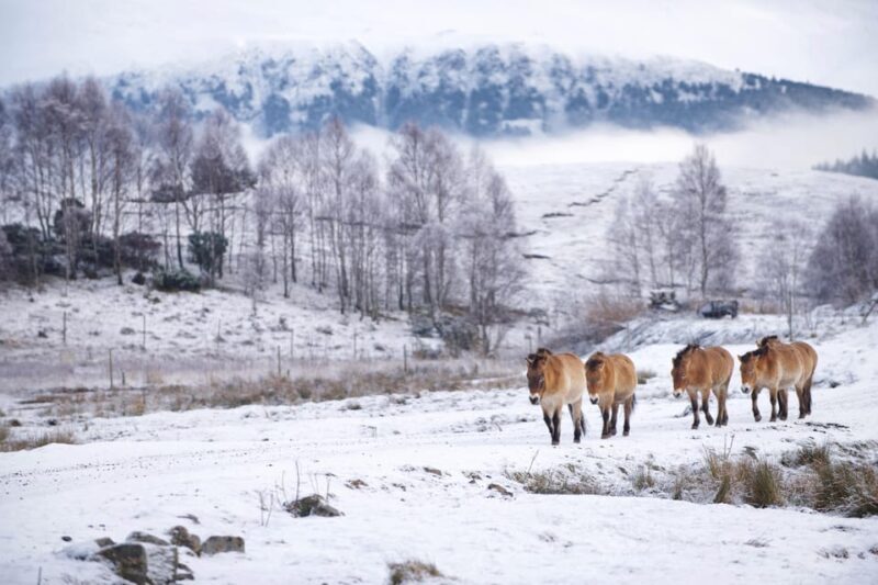 Kingussie: Highland Wildlife Park Entry Ticket - Location and Accessibility