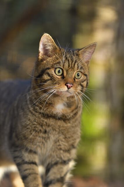 Kingussie: Highland Wildlife Park Entry Ticket - Conservation and Research