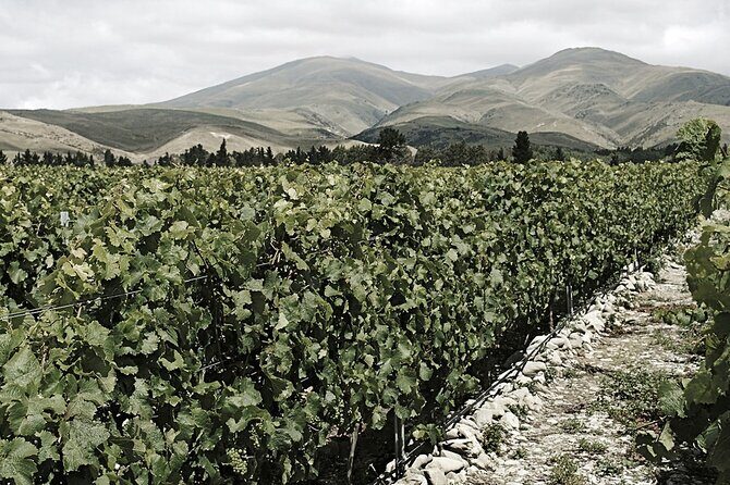 Kinross Winery: Valli Wine Tasting Experience - A Closer Look: The Experience at Kinross Winery