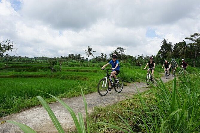 Kintamani Cultural and Nature Cycling Tour ( Manual Bike ) - Frequently Asked Questions
