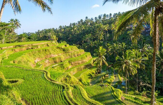 Kintamani Tours with Batur volcano - Kintamani Tours with Batur Volcano: A Deep Dive into Bali’s Natural and Cultural Gems