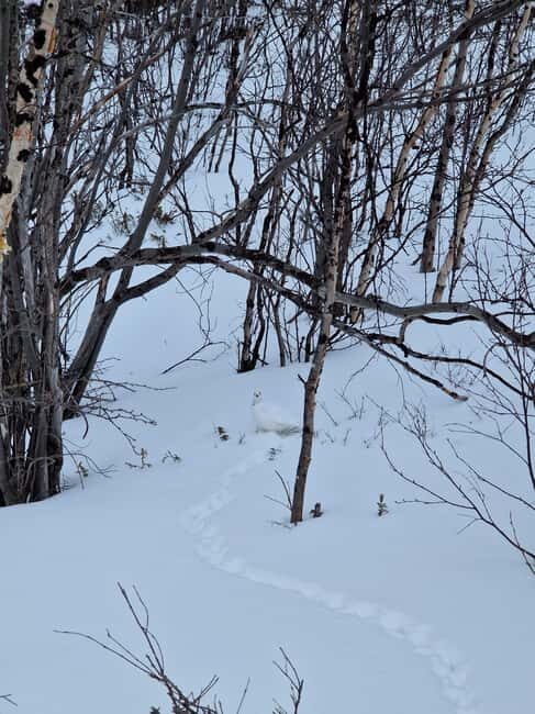 Kiruna: Abisko National Park Snowshoe Hike with Lunch - Key Points