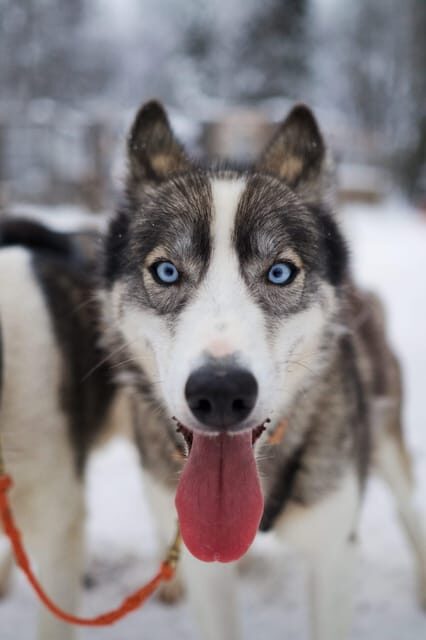 Kiruna: Morning Husky Sled Ride with Coffee Break - Experience the Magic of a Morning Husky Sled Ride in Kiruna