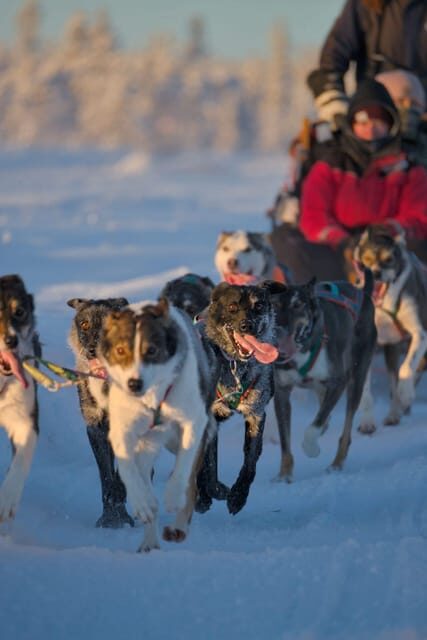 Kiruna: Morning Husky Sled Ride with Coffee Break - Key Points