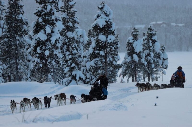 Kiruna: Morning Husky Sled Ride with Coffee Break - The Value of This Tour