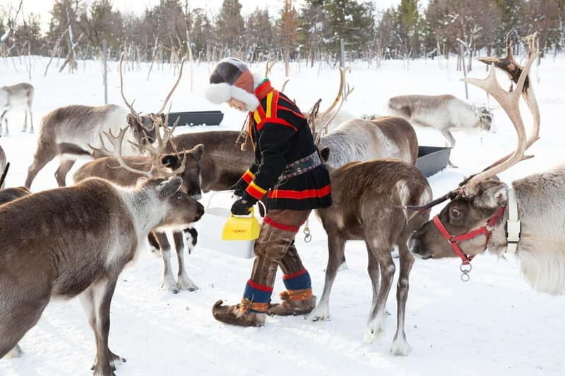 KIRUNA: Reindeer Sled Ride in the Countryside - An In-Depth Look at the Reindeer Sled Adventure