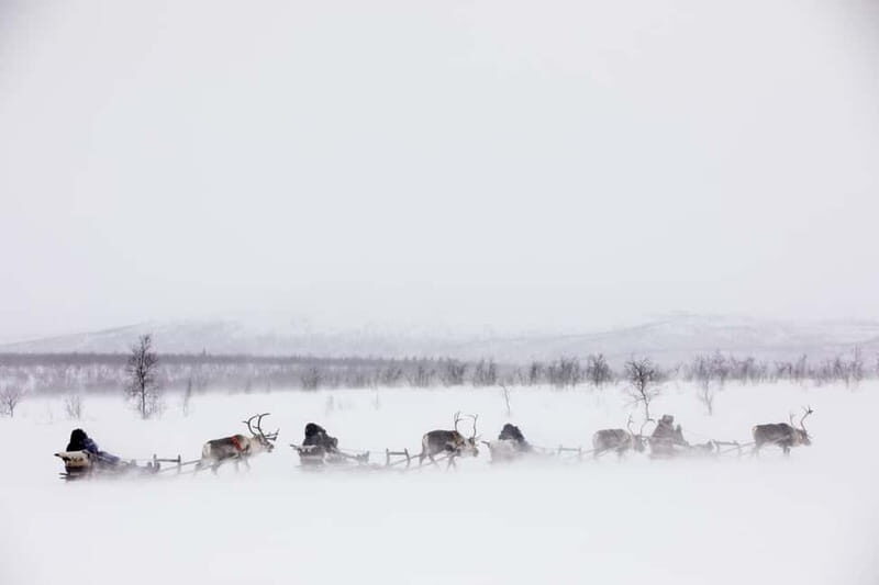 KIRUNA: Reindeer Sled Ride in the Countryside - Who Should Consider This Tour?
