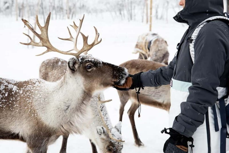 KIRUNA: Reindeer Sled Ride in the Countryside - FAQ