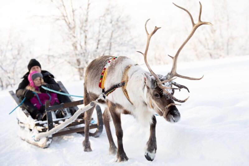 KIRUNA: Sami Reindeer Experience - An In-Depth Look at the Sami Reindeer Experience